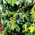 A farmer tends to a coffee bush in Nyeri town