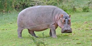 Hippo attack
