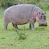 Hippo attack