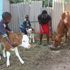 A family feeds a cow and its twin calves.