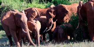 elephants