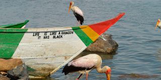 Marabou stork