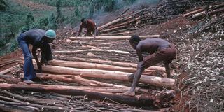 Logging