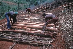 Logging