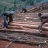 Logging