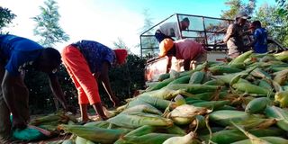 Farmers load harvested maize onto a pick-up van in Kirinyaga County