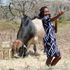 Boran bull 