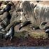 Seals dead