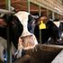 Dairy cows