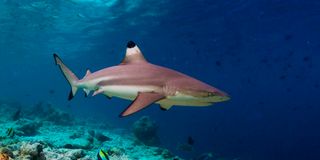 Blacktip Reef Sharks