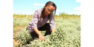 Grace Muchai