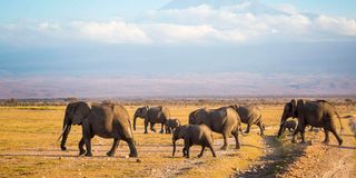 Elephants