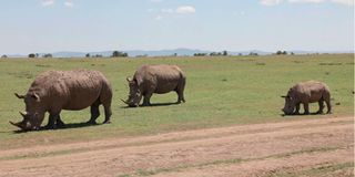 Rhinos