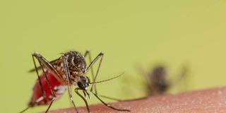 mosquito