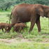 Mother elephant