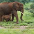Mother elephant