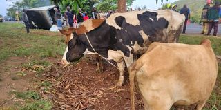 Stolen cattle