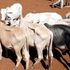 Cow market