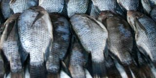 Lkae Fish