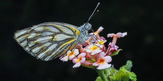 white butterfly