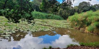 Ngong Road Forest Sanctuary