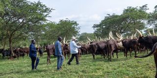 Raila Odinga