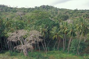 Kaya forest