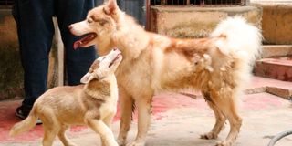 Huskies