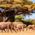 Amboseli National Park