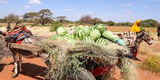 water melons