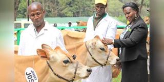 Jersey cows