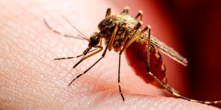 Mosquito