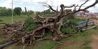 Pokot fig tree