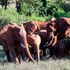 Elephants