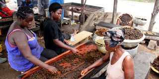 Palm Oil