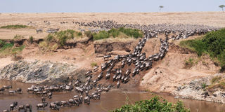 Wildebeest migration