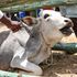 Tsangasini Livestock sales yard