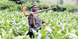 Maize farm