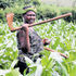 Maize farm 