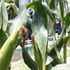 Maize farm