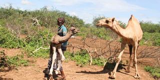 Abdi Kalla