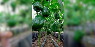 Capsicum
