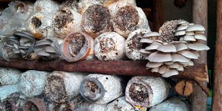 Mushrooms