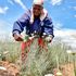 Pyrethrum 
