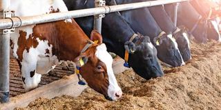 Dairy cows