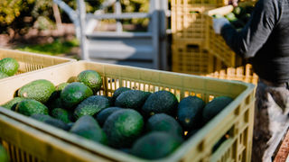 avovcados harvested photo