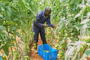 Tomatoes