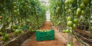 Tomatoes