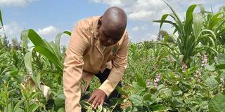 Cassava farm in Laikipia