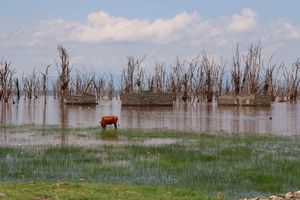 Lake Nakuru